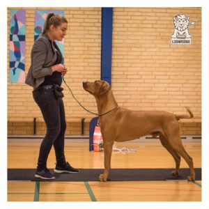 slagelse_cert